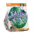 Baltus Scilla Hispanica Mixed Sterhyacinth bloembollen per 5 stuks